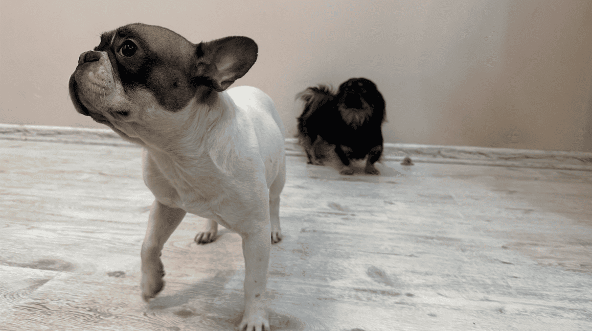 Разбухший ламинат от мочи собаки